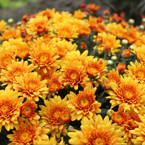 Meet your Posher, Sarah - Picture 1 of 1